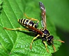 wasp