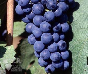 carmenere