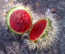 pitaya