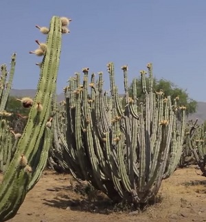 pitaya cactus