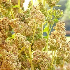 quinoa